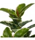 Planta artificial ficus robusta maceta, realista y sin mantenimiento3