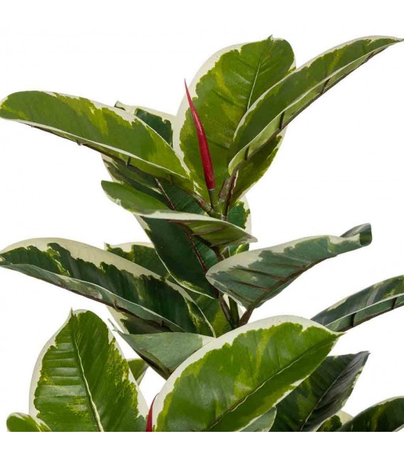 Planta artificial ficus robusta maceta, realista y sin mantenimiento3