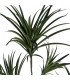 Planta artificial Drácena alta verde con macetero negro decorativo. 1