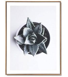 Lámina vertical estilo fotográfico motivo planta crasa mdmhogar