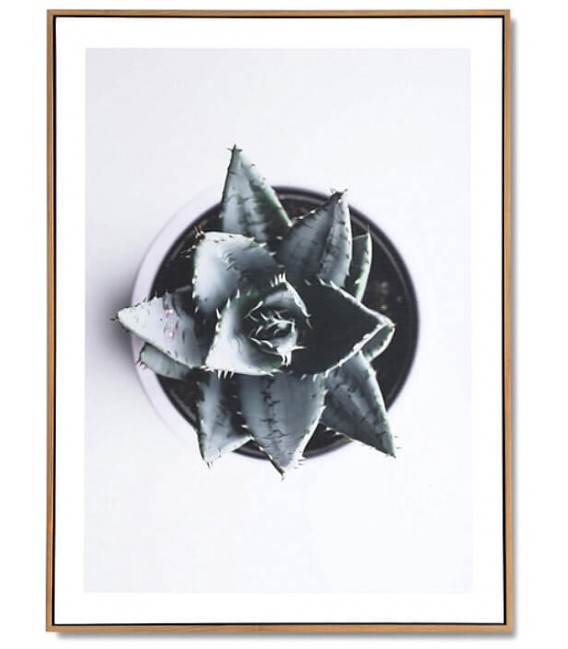 Lámina vertical estilo fotográfico motivo planta crasa mdmhogar