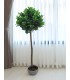 Árbol artificial laurel bajo con maceta negra elegante. Mdmhogar