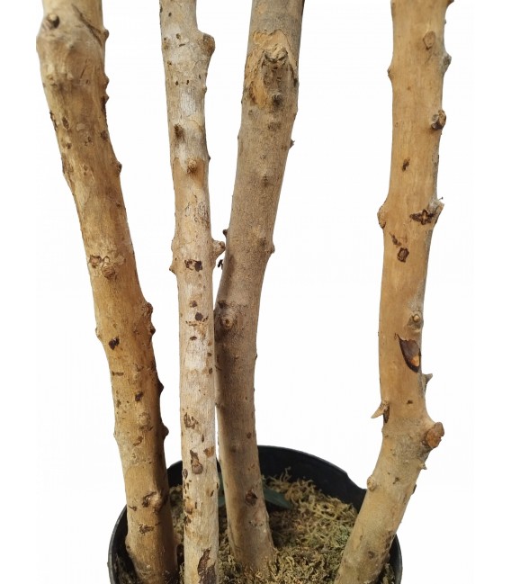 Árbol artificial de acacia con maceta, realista y sin mantenimiento. Mdmhogar3