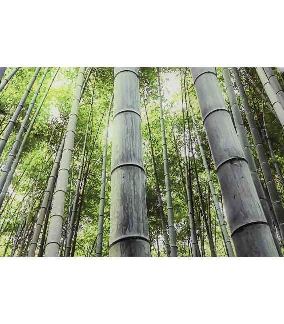 Cuadro decorativo de cristal templado, foto impresa de bambú. Mdmhogar2