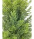 Árbol artificial tipo ciprés con protección UV y maceta negra. 1