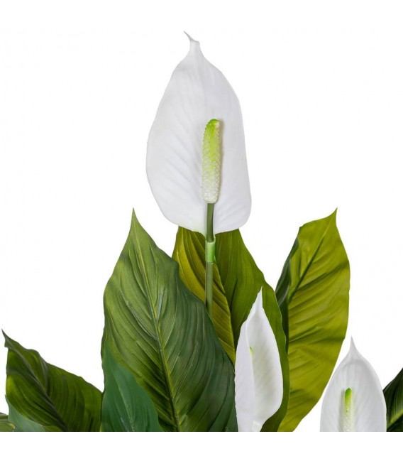 Planta artificial lirio japonés verde y blanco maceta negra interior. 4