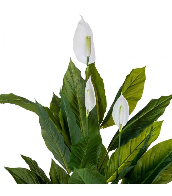 Planta artificial lirio japonés verde y blanco maceta negra interior. 3