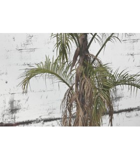 Cuadro decorativo con espejo y marco dorado artesanal colonial.