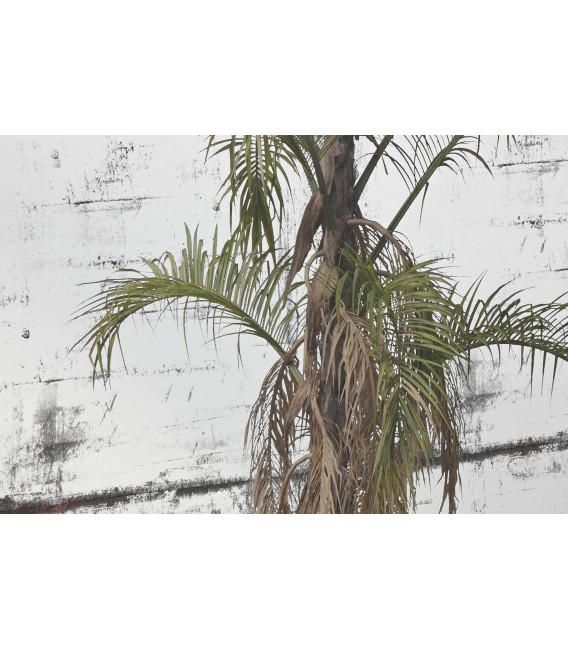 Cuadro decorativo con espejo y marco dorado artesanal colonial.